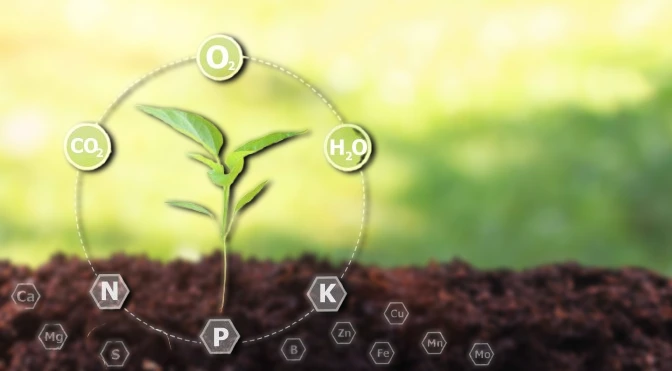 Green Ammonia in Fertilizer Industry